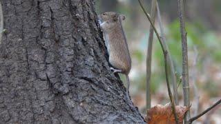 Мышь на дереве. Вечерняя зарисовка / A mouse on a tree. Evening sketch