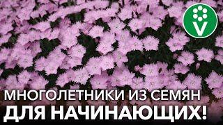 10 ЛУЧШИХ МНОГОЛЕТНИХ ЦВЕТОВ ИЗ СЕМЯН, которые вырастить проще простого! Легко, дешево, красиво!