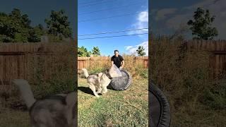 Dog tackles owner using trampoline #dogsofyoutube #funnyanimals #funnydogs