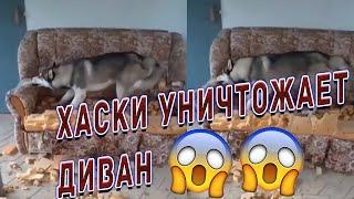 ХАСКИ УНИЧТОЖАЕТ ДИВАН| ХаскиПодборка видео с животными