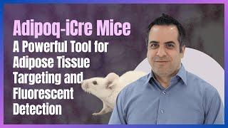Adipoq-iCre Mice: Precision Tool for Adipose Tissue Research | Cyagen