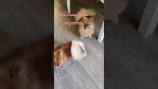 девочки после стрижки️️️ #боня #лола