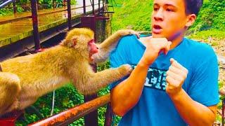 Animals Unexpected Attack On Human - Funny Animals Attack || PETASTIC 