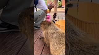 Capybara: One of the Most Relaxed & Friendly Creatures in the World