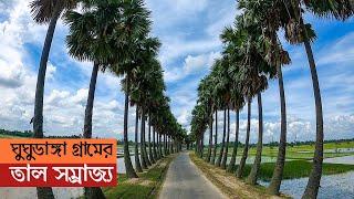 নওগাঁর নিভৃতপল্লী ঘুঘুডাঙ্গার নয়নাভিরাম তাল সম্রাজ্য || Beautiful Palm Tree Road in Ghughudanga