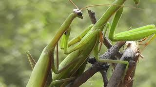 БИОСФЕРА: 105. Богомол Обыкновенный (Mantis religiosa)