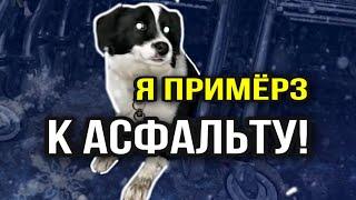 Бездомный песик примёрз к асфальту поломанной лапой | БИМКА