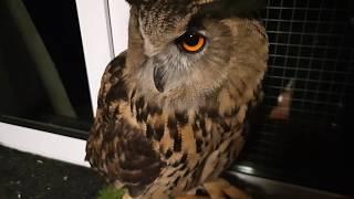 Yoll the eagle-owl is helping kitties! And seals too.