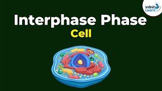 Phases of Interphase | Cells | Don't Memorise