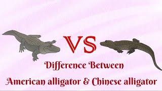 American Alligator VS Chinese Alligator...who has bony plate?