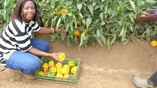 PEPPERS PRODUCTION ; GREEN HOUSE VS OPEN FIELD PEPPER