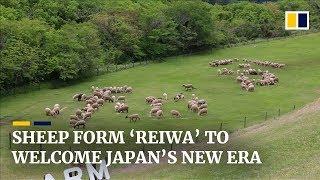 More than 100 sheep form the characters for ‘Reiwa’ to welcome Japan’s new imperial era