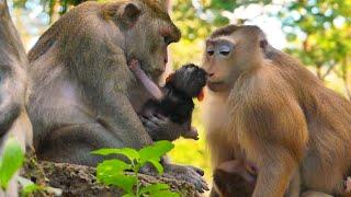 Monkey Rose brings her baby Robin to welcome the newborn baby.