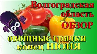 В  ОГОРОДЕ конец июня Волгоградская область  Огород с Мариной Гусаковой 