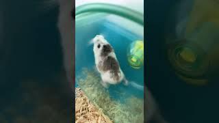 Hamster  beautiful #shortsvideo #хомяк #hamster #cute #beautiful