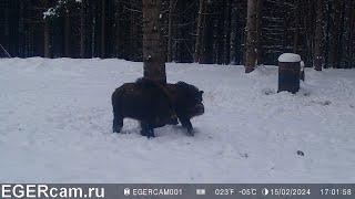 Кабаны. Сходка и чесалка ) Всегда свежие фото и видео с фотоловушек Егерькам.