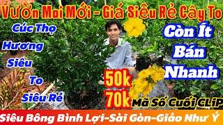 11/1️0352356777️Mai Vàng Chơi Tết Giá Rẻ50k-70k-giảo như ý-siêu bông bình lợi-Nhị Ngọc toàn….