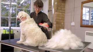 FURminator deShedding Tools for Dogs