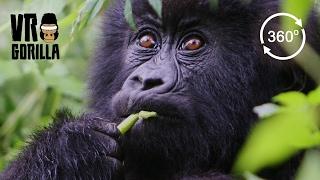 Meet The Mountain Gorillas - 360 VR Video