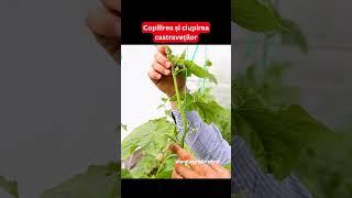 Copilirea și ciupirea castraveților - Ionuț Radu #agrointeligenta #agrointelro #stiriagricole