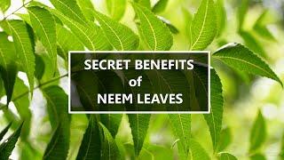 Benefits of Neem Leaves – Neem Tree Health Benefits || Face Pack and Hair Growth System