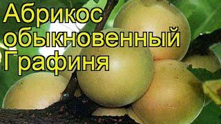 Абрикос обыкновенный Графиня. Краткий обзор, описание характеристик prunus armeniaca Grafinia