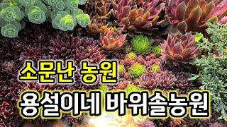 봄철 여행삼아 오세요 유명한 용설이네 바위솔농원 소개합니다.