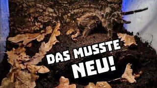 Ich musste das Terrarium der Lasiodora parahybana einfach neu machen - 11/2023