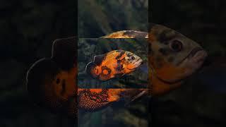 The Oscar Cichlid (Astronotus Ocellatus)