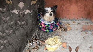 His owner refuse to treat, abandoned him, leaving him shivering and trembling, all alone on the cold