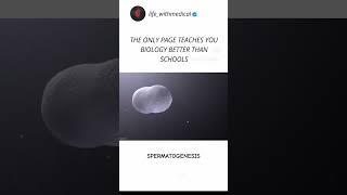 Spermatogenesis process learn with the animation ️#science #best #study #animation #popular #doctor