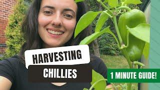 Harvesting Chillies At Just The Right Time!