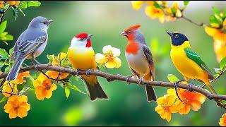 Piano for Anxiety Relief & Birdsong ️️️ Healing Tunes Restore Your Spiri