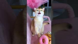 Why didn’t my cat like my new nails? #cat #cats