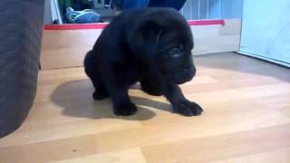 Labrador Welpen- Labrador-puppies