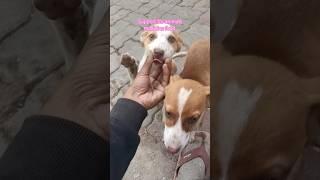 Plzzzz support for animal#shortvideo #doglover #1stvlogs #subscribe #youtubeshorts #trendingshorts