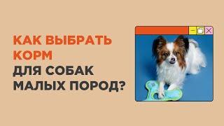 Как выбрать корм для собак мелких пород? Чек-лист.