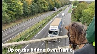 Backing Faxi the Icelandic Pony for Riding