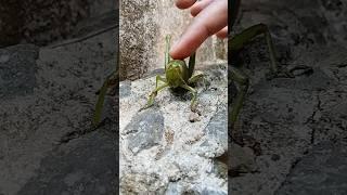 this huge grasshopper #shortsfeed #viralshort #insects #nature #grasshopper #tipaklong #shorts #shor