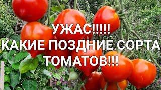 ЧУХЛОМА,а не ЧЕЛНОК!!!Самые поздние сорта томатов!!!