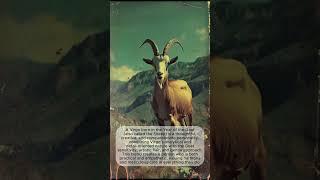 Virgo in the year of the Goat