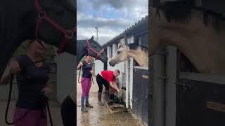 ANGRY HORSE! GELDING V STALLION 