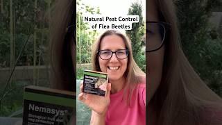 Natural Pest Control for Flea Beetle Control #growveg #gardening #vegetables #garden