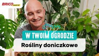 Rośliny doniczkowe – najpopularniejsze odmiany i ich pielęgnacja [W Twoim ogrodzie]