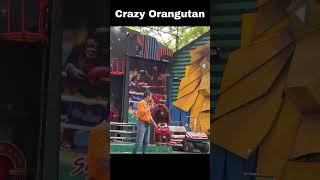 Crazy Orangutan pranks its master 