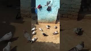 KABUTAR LOVER ️#kabutar #pigeon #pigeons #birds #kabootar #pigeonpose #pigeonlove #kabutarbazi