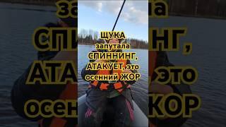 ЩУКА запутала СПИННИНГ, АТАКУЕТ это осенний ЖОР #fishing #щука #рыбалканащуку #рыбалка #рекомендации