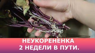 Посылка с неукорененными черенками, 2 недели в пути, что придет?