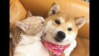  Biting means loving!  Funny video with dogs, cats and kittens! 