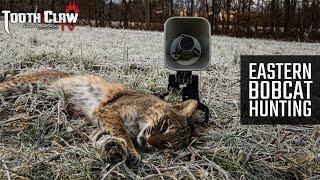 Eastern Bobcat Hunting